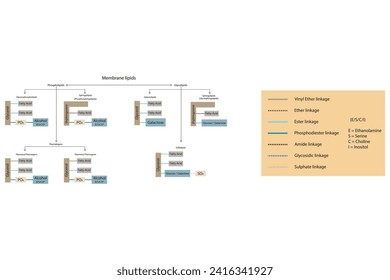 Diagram showing classification of lipids - storage lipids, membrane lipids - phospholipid, glycolipid, sulfolipid, etc, including chemical linkages Yellow and blue scientific vector illustration.