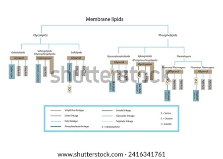 Diagram showing classification of lipids - storage lipids, membrane lipids - phospholipid, glycolipid, sulfolipid and more. Yellow and blue scientific vector illustration.