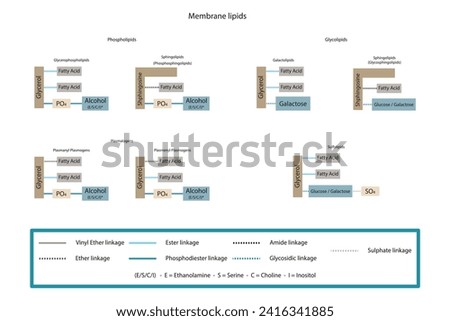 Diagram showing classification of lipids - storage lipids, membrane lipids - phospholipid, glycolipid, sulfolipid, etc, including chemical linkages Yellow and blue scientific vector illustration.