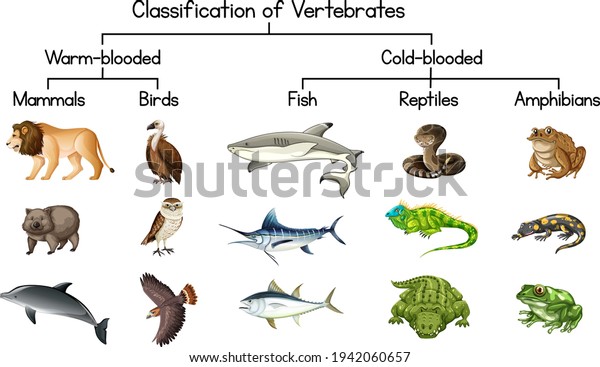 Diagram showing Classification of\
Vertebrates\
illustration