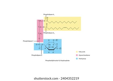 Diagram showing cleavage sites of phospholipases - PLA1, PLA2, PLC, PLD - molecular structure of Phosphatidylinositol 4,5-bisphosphate Scientific vector illustration.