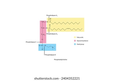 Diagramm mit Spaltstellen der Phospholipase - PLA1, PLA2, PLC, PLD - Molekularstruktur von Phosphatidylcholin Wissenschaftliche Vektorgrafik.