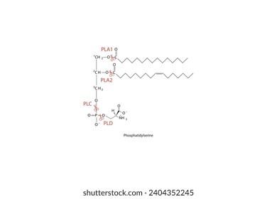 Diagramm mit Spaltstellen der Phospholipase - PLA1, PLA2, PLC, PLD - Molekularstruktur der Phosphatidylserin Wissenschaftliche Vektorgrafik.