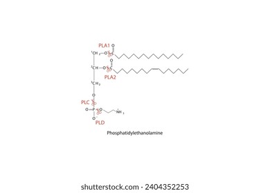 Diagramm mit Spaltstellen der Phospholipase - PLA1, PLA2, PLC, PLD - Molekularstruktur von Phosphatidylethanolamin Wissenschaftliche Vektorgrafik.