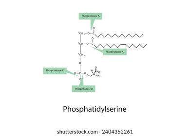 Diagram showing cleavage sites of phospholipases - PLA1, PLA2, PLC, PLD - molecular structure of Phosphatidylserine Scientific vector illustration.