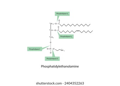 Diagram showing cleavage sites of phospholipases - PLA1, PLA2, PLC, PLD - molecular structure of Phosphatidylethanolamine Scientific vector illustration.