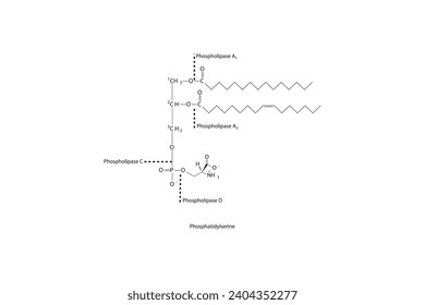 Diagram showing cleavage sites of phospholipases - PLA1, PLA2, PLC, PLD - molecular structure of Phosphatidylserine Scientific vector illustration.