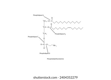 Diagram showing cleavage sites of phospholipases - PLA1, PLA2, PLC, PLD - molecular structure of Phosphatidylethanolamine Scientific vector illustration.