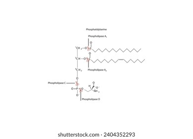 Diagramm mit Spaltstellen der Phospholipase - PLA1, PLA2, PLC, PLD - Molekularstruktur der Phosphatidylserin Wissenschaftliche Vektorgrafik.