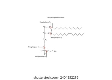 Diagram showing cleavage sites of phospholipases - PLA1, PLA2, PLC, PLD - molecular structure of Phosphatidylethanolamine Scientific vector illustration.