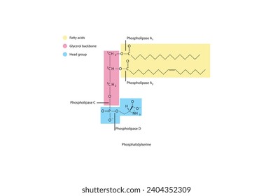 Diagramm mit Spaltstellen der Phospholipase - PLA1, PLA2, PLC, PLD - Molekularstruktur der Phosphatidylserin Wissenschaftliche Vektorgrafik.