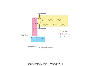 Diagramm mit Spaltstellen der Phospholipase - PLA1, PLA2, PLC, PLD - Molekularstruktur von Phosphatidylethanolamin Wissenschaftliche Vektorgrafik.