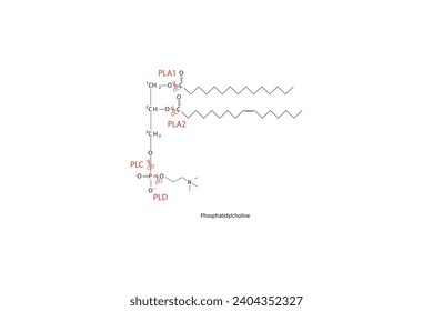 Diagram showing cleavage sites of phospholipases - PLA1, PLA2, PLC, PLD - molecular structure of Phosphatidylcholine Scientific vector illustration.