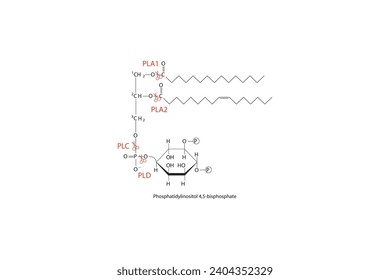 Diagramm mit Spaltstellen der Phospholipase - PLA1, PLA2, PLC, PLD - Molekularstruktur von Phosphatidylinositol 4,5-bisphosphat Wissenschaftliche Vektorgrafik.