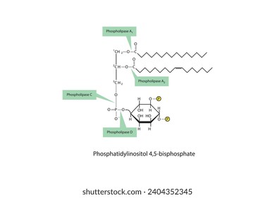 Diagramm mit Spaltstellen der Phospholipase - PLA1, PLA2, PLC, PLD - Molekularstruktur von Phosphatidylinositol 4,5-bisphosphat Wissenschaftliche Vektorgrafik.