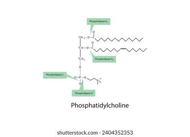 Diagramm mit Spaltstellen der Phospholipase - PLA1, PLA2, PLC, PLD - Molekularstruktur von Phosphatidylcholin Wissenschaftliche Vektorgrafik.