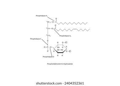 Diagram showing cleavage sites of phospholipases - PLA1, PLA2, PLC, PLD - molecular structure of Phosphatidylinositol 4,5-bisphosphate Scientific vector illustration.