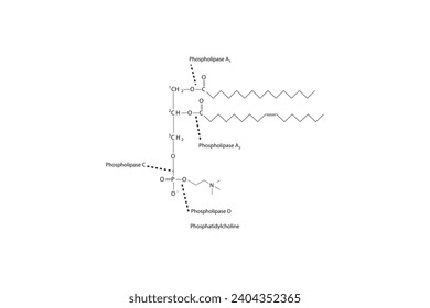 Diagram showing cleavage sites of phospholipases - PLA1, PLA2, PLC, PLD - molecular structure of Phosphatidylcholine Scientific vector illustration.