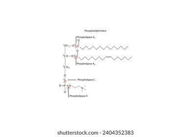 Diagramm mit Spaltstellen der Phospholipase - PLA1, PLA2, PLC, PLD - Molekularstruktur von Phosphatidylcholin Wissenschaftliche Vektorgrafik.