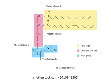 Diagram showing cleavage sites of phospholipases - PLA1, PLA2, PLC, PLD - molecular structure of Phosphatidylglycerol Scientific vector illustration.