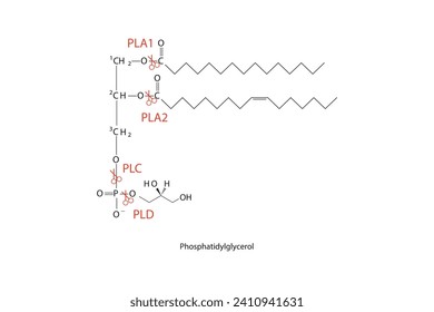 Diagram showing cleavage sites of phospholipases - PLA1, PLA2, PLC, PLD - molecular structure of Phosphatidylglycerol Scientific vector illustration.