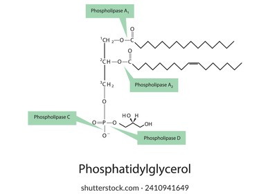 Diagram showing cleavage sites of phospholipases - PLA1, PLA2, PLC, PLD - molecular structure of Phosphatidylglycerol Scientific vector illustration.