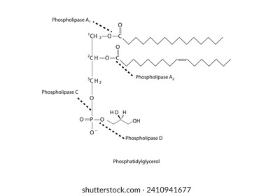 Diagramm mit Spaltstellen der Phospholipase - PLA1, PLA2, PLC, PLD - Molekularstruktur von Phosphatidylglycerin Wissenschaftliche Vektorgrafik.