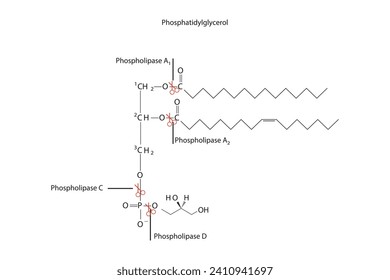 Diagram showing cleavage sites of phospholipases - PLA1, PLA2, PLC, PLD - molecular structure of Phosphatidylglycerol Scientific vector illustration.