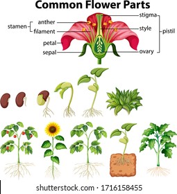 Diagram showing common flower parts on white background illustration