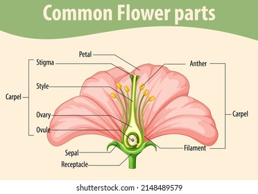 Diagram showing common flower parts illustration