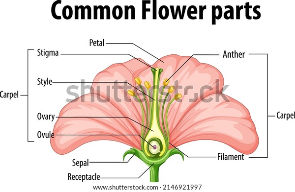Diagram showing\
common flower parts\
illustration