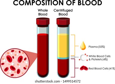 Diagram Showing Composition Blood Illustration Stock Vector (Royalty ...