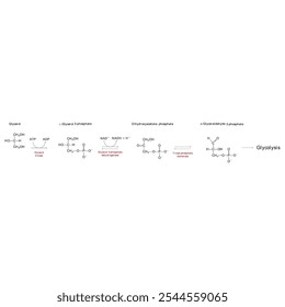 Diagrama da conversão de glicerol em DAG e glicólise - reação enzimática bioquímica. Ilustração científica simples.