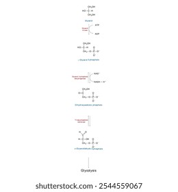 Diagrama da conversão de glicerol em DAG e glicólise - reação enzimática bioquímica. Ilustração científica simples.