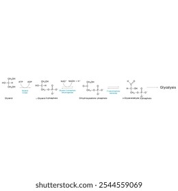 Diagrama da conversão de glicerol em DAG e glicólise - reação enzimática bioquímica. Ilustração científica simples.