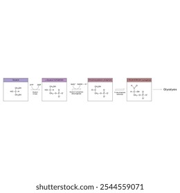 Diagrama da conversão de glicerol em DAG e glicólise - reação enzimática bioquímica. Ilustração científica simples.