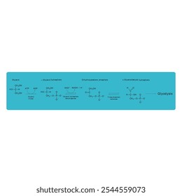 Diagrama da conversão de glicerol em DAG e glicólise - reação enzimática bioquímica. Ilustração científica simples.