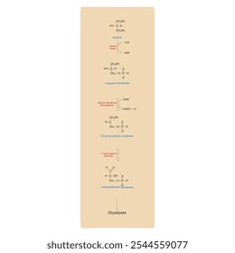 Diagrama da conversão de glicerol em DAG e glicólise - reação enzimática bioquímica. Ilustração científica simples.