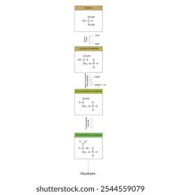 Diagrama da conversão de glicerol em DAG e glicólise - reação enzimática bioquímica. Ilustração científica simples.