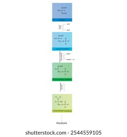 Diagrama da conversão de glicerol em DAG e glicólise - reação enzimática bioquímica. Ilustração científica simples.