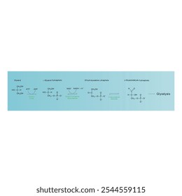 Diagrama da conversão de glicerol em DAG e glicólise - reação enzimática bioquímica. Ilustração científica simples.