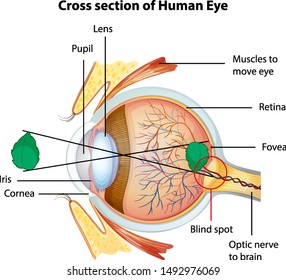 Diagram showing cross section of human eye illustration