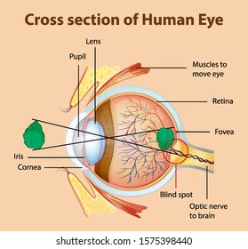 Diagram showing cross section of human eye illustration