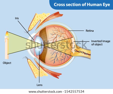 Similar – Image, Stock Photo Cross section of a cucumber