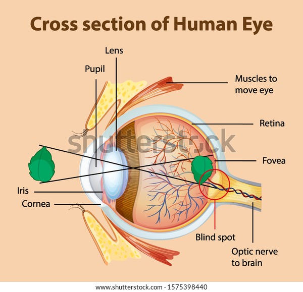 Diagram Showing Cross Section Of Human Eye Illustration