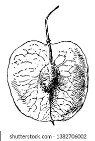 Un diagrama que muestra la sección transversal del fruto del árbol de lúpulo redondo, el dibujo de líneas vintage o la ilustración de grabado.