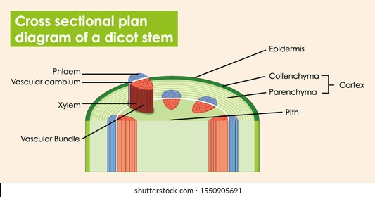 longitudinal section of a stem