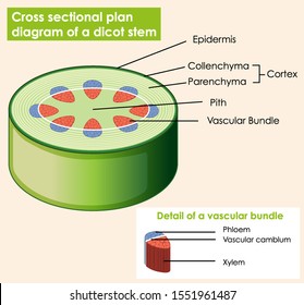 Diagram showing cross sectional plat of dicot stem illustration