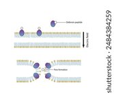 Diagram showing defensine peptide action on bacterial cell membrane - pore formation. Simple schematic illustration. skeletal structure diagram. compound molecule scientific illustration.