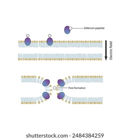 Diagramm, das die Wirkung des Defensin-Peptids auf die bakterielle Zellmembran zeigt - Porenbildung. Einfache schematische Darstellung. Skelettstrukturdiagramm. Verbindung von Molekülen wissenschaftliche Darstellung.